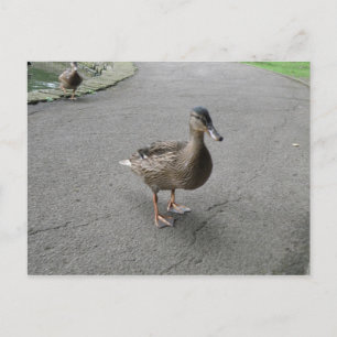 Funny Waddling Duck Briefkaart