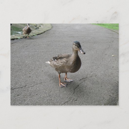 Funny Waddling Duck Briefkaart (Voorkant)