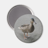 Funny Waddling Duck Magnet (Voorkant / Achterkant)