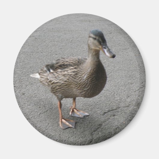 Funny Waddling Duck Magnet (Voorkant)
