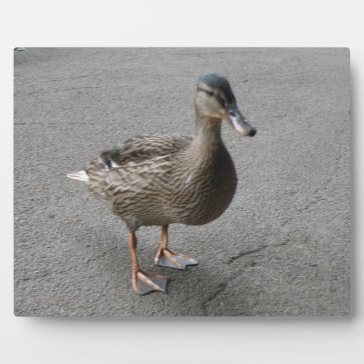 Funny Waddling Duck Plaque Fotoplaat (Voorkant)