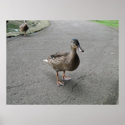 Funny Waddling Duck Print (Voorkant)