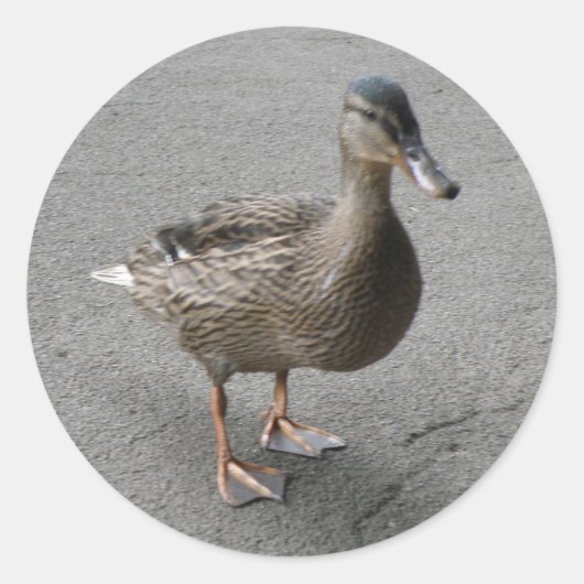 Funny Waddling Duck Stickers (Voorkant)