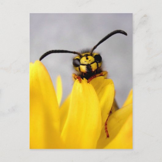 Funny Wasp Briefkaart (Voorkant)
