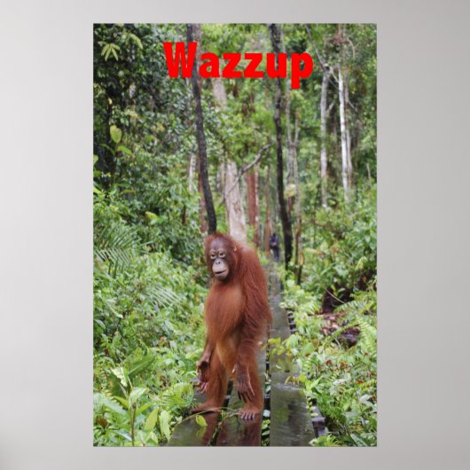 Funny Wazzup met Krista Orangutan Poster (Voorkant)