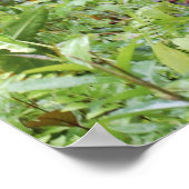 Funny Wazzup met Krista Orangutan Poster (Hoek)