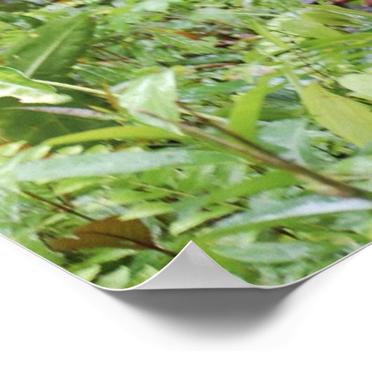 Funny Wazzup met Krista Orangutan Poster (Hoek)