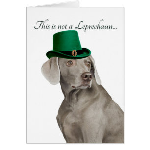 Funny Weimaraner Leprechaun Card