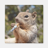 Funny Weird Puffy the Squirrel Cigarette Smoker Magneet (Voorkant)