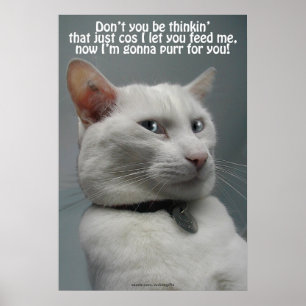 Funny White Cat Humor Pet-lover Poster