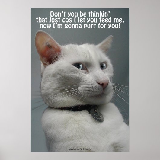 Funny White Cat Humor Pet-lover Poster (Voorkant)