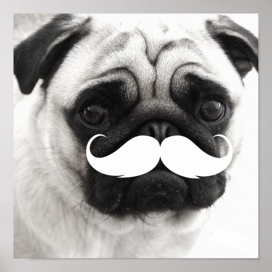 Funny White Mustache Pug Poster (Voorkant)