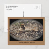 Funny Wild Cat, Cheetah, Dier Briefkaart (Voorkant / Achterkant)