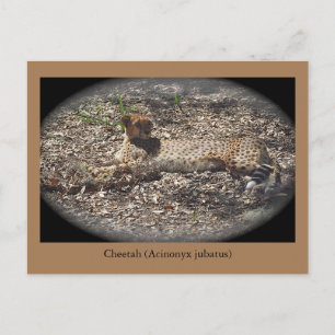 Funny Wild Cat, Cheetah, Dier Briefkaart
