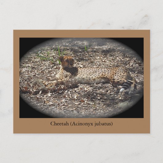 Funny Wild Cat, Cheetah, Dier Briefkaart (Voorkant)
