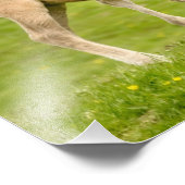 Funny Wild Konik Horses Foals die samen spelen - Foto Afdruk (Hoek)