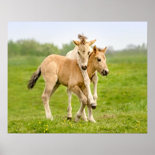 Funny Wild Konik Horses Foals die samen spelen - Poster (Voorkant)