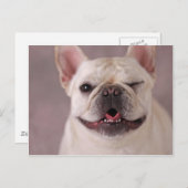 Funny winking Dog French Bulldog Briefkaart (Voorkant / Achterkant)