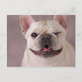 Funny winking Dog French Bulldog Briefkaart (Voorkant)