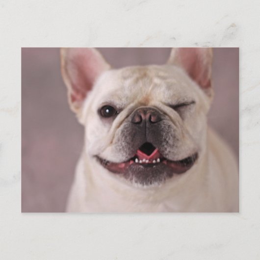 Funny winking Dog French Bulldog Briefkaart (Voorkant)