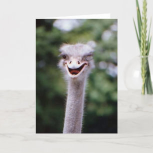 Funny Winking Ostrich Wenskaart () Bedankkaart