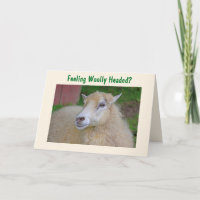 Funny Wooly Sheep krijgt het goed