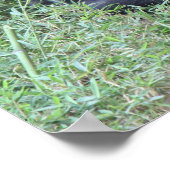 Funny Yoga Gorilla Poster (16x20) (Hoek)