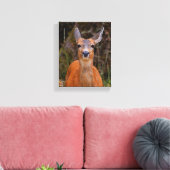 Funny Young Blacktail Deer glimlacht op fotograaf Canvas Afdruk (Insitu (Woonkamer))