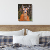 Funny Young Blacktail Deer glimlacht op fotograaf Canvas Afdruk (Insitu (Slaapkamer))