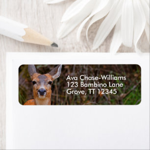 Funny Young Blacktail Deer glimlacht op fotograaf Etiket