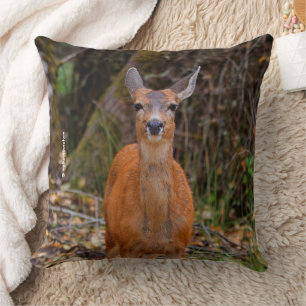Funny Young Blacktail Deer glimlacht op fotograaf Kussen