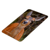 Funny Young Blacktail Deer glimlacht op fotograaf Magneet (Linkerzijde)