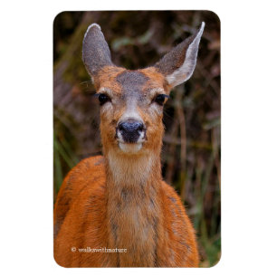 Funny Young Blacktail Deer glimlacht op fotograaf Magneet