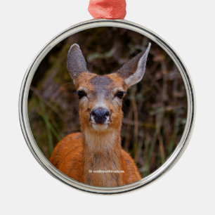 Funny Young Blacktail Deer glimlacht op fotograaf Metalen Ornament