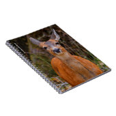 Funny Young Blacktail Deer glimlacht op fotograaf Notitieboek (Rechterzijde)