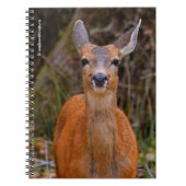 Funny Young Blacktail Deer glimlacht op fotograaf Notitieboek (Voorkant)