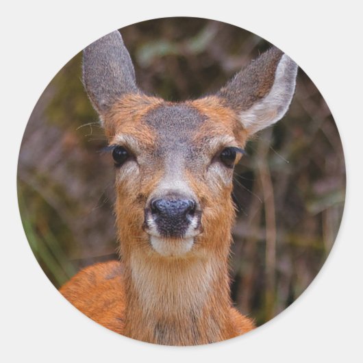 Funny Young Blacktail Deer glimlacht op fotograaf Ronde Sticker (Voorkant)