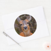 Funny Young Blacktail Deer glimlacht op fotograaf Ronde Sticker (Envelop)