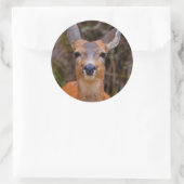 Funny Young Blacktail Deer glimlacht op fotograaf Ronde Sticker (Tas)