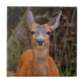 Funny Young Blacktail Deer glimlacht op fotograaf Tegeltje (Voorkant)