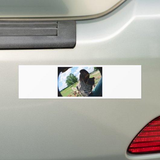 Funny Zebra Bumpersticker (Op auto)