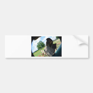 Funny Zebra Bumpersticker