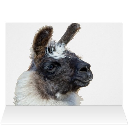 Fur Face (Binnen Horizontaal (Boven))