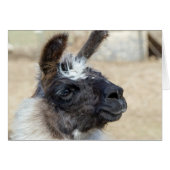 Fur Face (Voorkant Horizontaal)