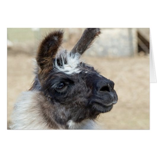 Fur Face (Voorkant Horizontaal)