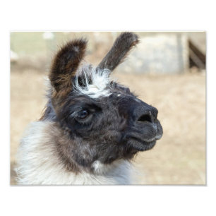 Fur Face Foto Afdruk