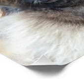 Fur Face Foto Afdruk (Hoek)