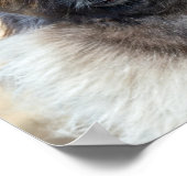 Fur Face Poster (Hoek)