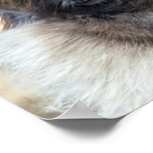 Fur Face Poster (Hoek)