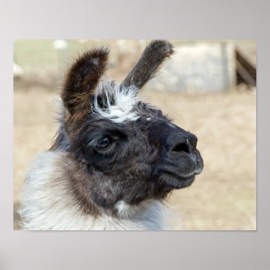 Fur Face Poster (Voorkant)